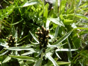 Mathieu MENAND, le 22 juillet 2011 (Termignon)