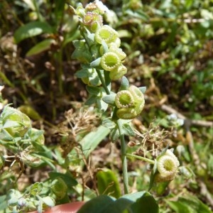 Picotia linifolia (L.) Roem. & Schult. (Cynoglosse à feuilles de lin)