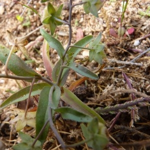  - Omphalodes linifolia (L.) Moench [1794]