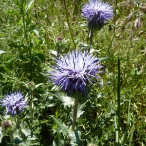 Photographie n°58172 du taxon Onobroma caeruleum (L.) Gaertn. [1791]