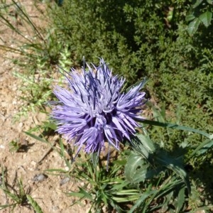 Photographie n°58173 du taxon Onobroma caeruleum (L.) Gaertn. [1791]