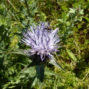 Photographie n°58174 du taxon Onobroma caeruleum (L.) Gaertn. [1791]