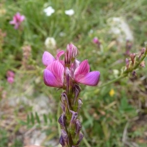 Onobrychis viciifolia subsp. montana (DC.) Gams (Esparcette des montagnes)