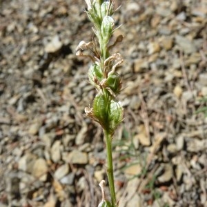 Photographie n°58176 du taxon Onobrychis saxatilis (L.) Lam. [1779]