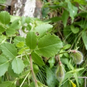 Photographie n°58188 du taxon Ononis rotundifolia L. [1753]