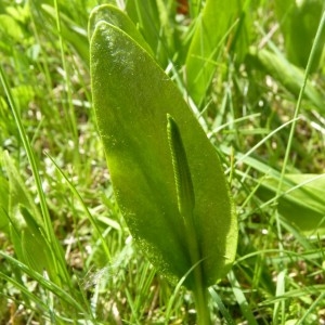 Ophioglossum vulgatum subsp. alpinum (Rouy) Douin (Ophioglosse commun)