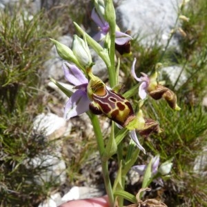 Photographie n°58193 du taxon Ophrys corbariensis J.Samuel & J.M.Lewin [2002]