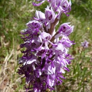 Photographie n°58194 du taxon Orchis simia Lam. [1779]