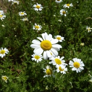 Anthemis nobilis var. multiplex N.H.F.Desp. (Anthémis noble)