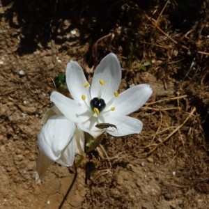 Photographie n°58198 du taxon Ornithogalum arabicum L. [1753]