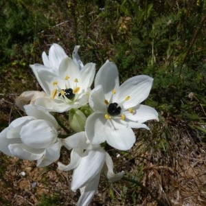 Photographie n°58200 du taxon Ornithogalum arabicum L. [1753]