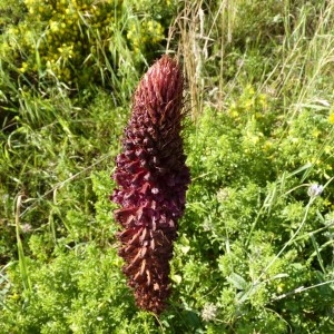  - Orobanche sanguinea C.Presl [1822]