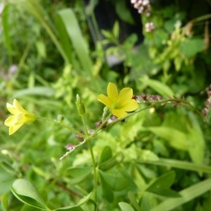 Oxalis stricta L. (Oxalide d'Europe)
