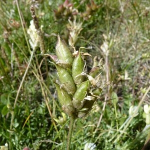 Photographie n°58214 du taxon Oxytropis campestris (L.) DC. [1802]