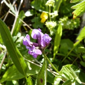 Oxytropis lapponica (Wahlenb.) J.Gay (Oxytropis de Laponie)