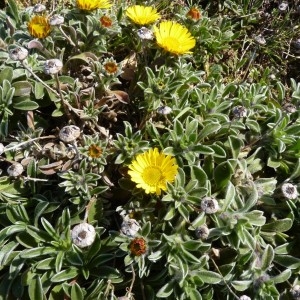 Photographie n°58221 du taxon Pallenis maritima (L.) Greuter [1997]