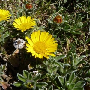 Photographie n°58223 du taxon Pallenis maritima (L.) Greuter [1997]