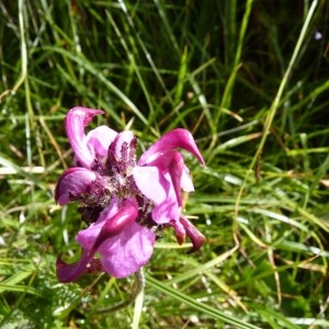 Pedicularis gyroflexa subsp. cenisia (Gaudin) Douin (Pédiculaire du mont Cenis)