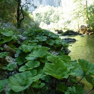 Photographie n°58244 du taxon Petasites hybridus (L.) G.Gaertn., B.Mey. & Scherb. [1801]