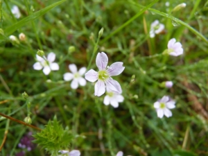 Mathieu MENAND, le 17 juillet 2011 (Termignon)