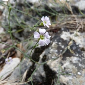 Photographie n°58254 du taxon Petrorhagia saxifraga (L.) Link [1829]