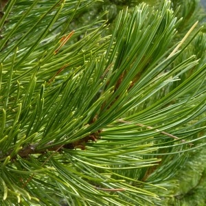 Photographie n°58291 du taxon Pinus cembra L. [1753]