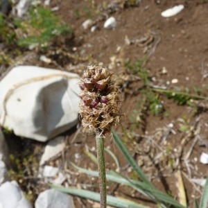 Photographie n°58302 du taxon Plantago argentea Chaix [1785]