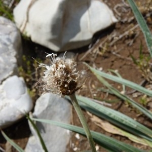 Plantago argentea Chaix (Plantain argenté)