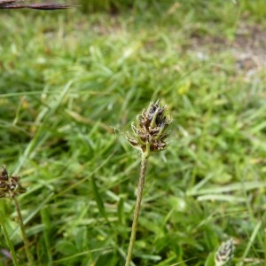 Photographie n°58306 du taxon Plantago atrata Hoppe [1799]