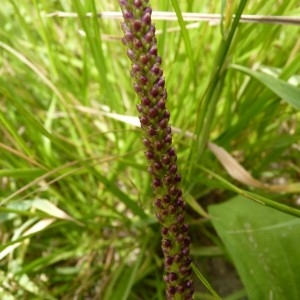 Photographie n°58311 du taxon Plantago major L.