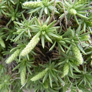 Photographie n°58315 du taxon Plantago subulata L. [1753]