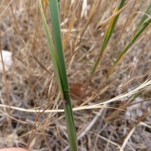 Photographie n°58322 du taxon Poa compressa L. [1753]