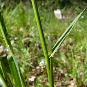 Photographie n°58324 du taxon Poa trivialis L. [1753]