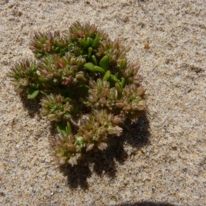  - Polycarpon tetraphyllum subsp. alsinifolium (Biv.) Ball [1877]