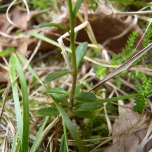 Photographie n°58333 du taxon Polygala serpyllifolia Hosé [1797]