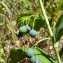  Mathieu MENAND - Polygonatum multiflorum (L.) All.