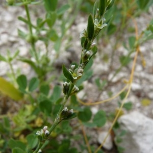  - Polygonum aviculare subsp. aviculare