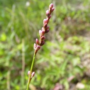 Persicaria minor (Huds.) Opiz (Petite Renouée)