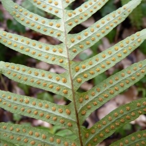 Photographie n°58346 du taxon Polypodium interjectum Shivas [1961]