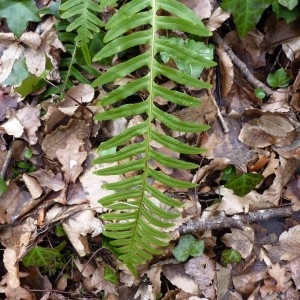 Photographie n°58348 du taxon Polypodium interjectum Shivas [1961]