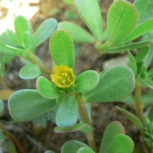 Photographie n°58351 du taxon Portulaca oleracea L. [1753]