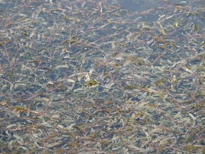 Mathieu MENAND, le  5 mai 2011 (Saint-Urcisse)