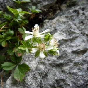 Photographie n°58355 du taxon Potentilla caulescens L. [1756]