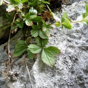 Photographie n°58357 du taxon Potentilla caulescens L. [1756]