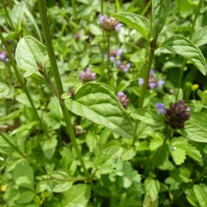 Photographie n°58373 du taxon Prunella vulgaris L.