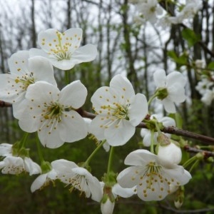 Prunus avium (L.) L. (Cerisier des oiseaux)