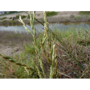 Puccinellia palustris (Seenus) Grossh. (Glycérie)