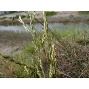 Puccinellia distans subsp. festuciformis (Host) Maire & Weiller (Glycérie)