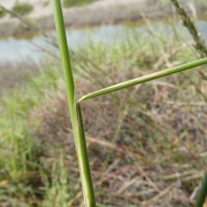 Photographie n°58383 du taxon Puccinellia festuciformis (Host) Parl. [1850]