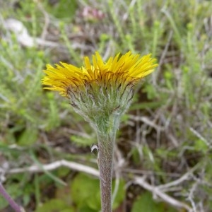 Photographie n°58386 du taxon Pulicaria odora (L.) Rchb. [1831]